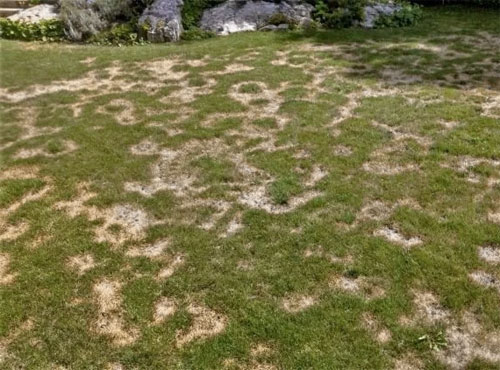 Elite Turf Management LLC | Weed Control, Lawn Fertilizing, Overseeding, Aeration | South Jersey