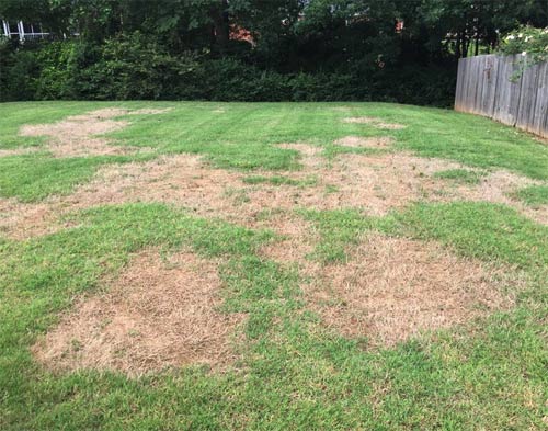 Lawn Fungicide in South Jersey | Elite Turf Management LLC