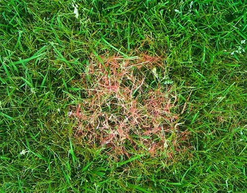 Lawn Fungicide in South Jersey | Elite Turf Management LLC