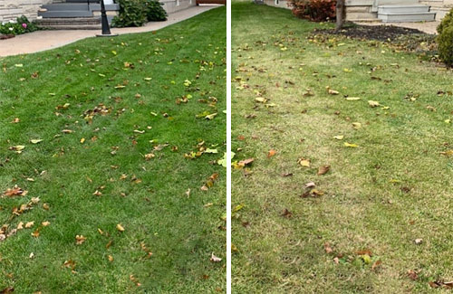 Lawn Fungicide in South Jersey | Elite Turf Management LLC
