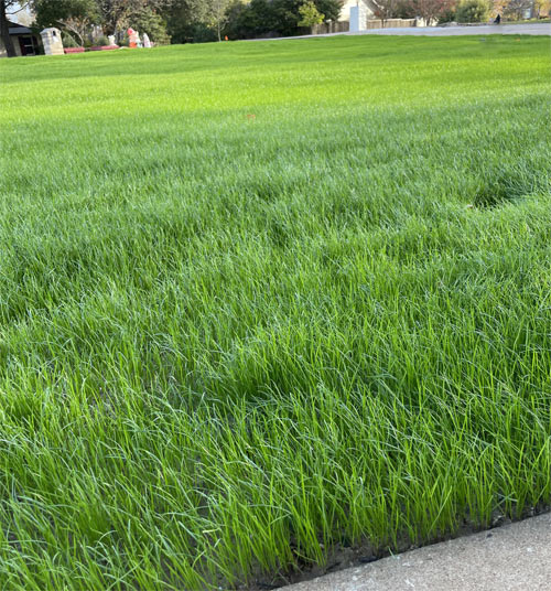 Lawn Overseeding in South Jersey | Elite Turf Management LLC