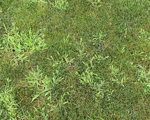 Weed Control & Lawn Fertilizing in South Jersey | Elite Turf Management LLC