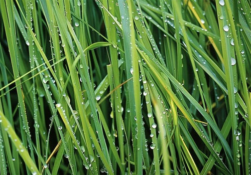 Weed Control & Lawn Fertilizing in South Jersey | Elite Turf Management LLC